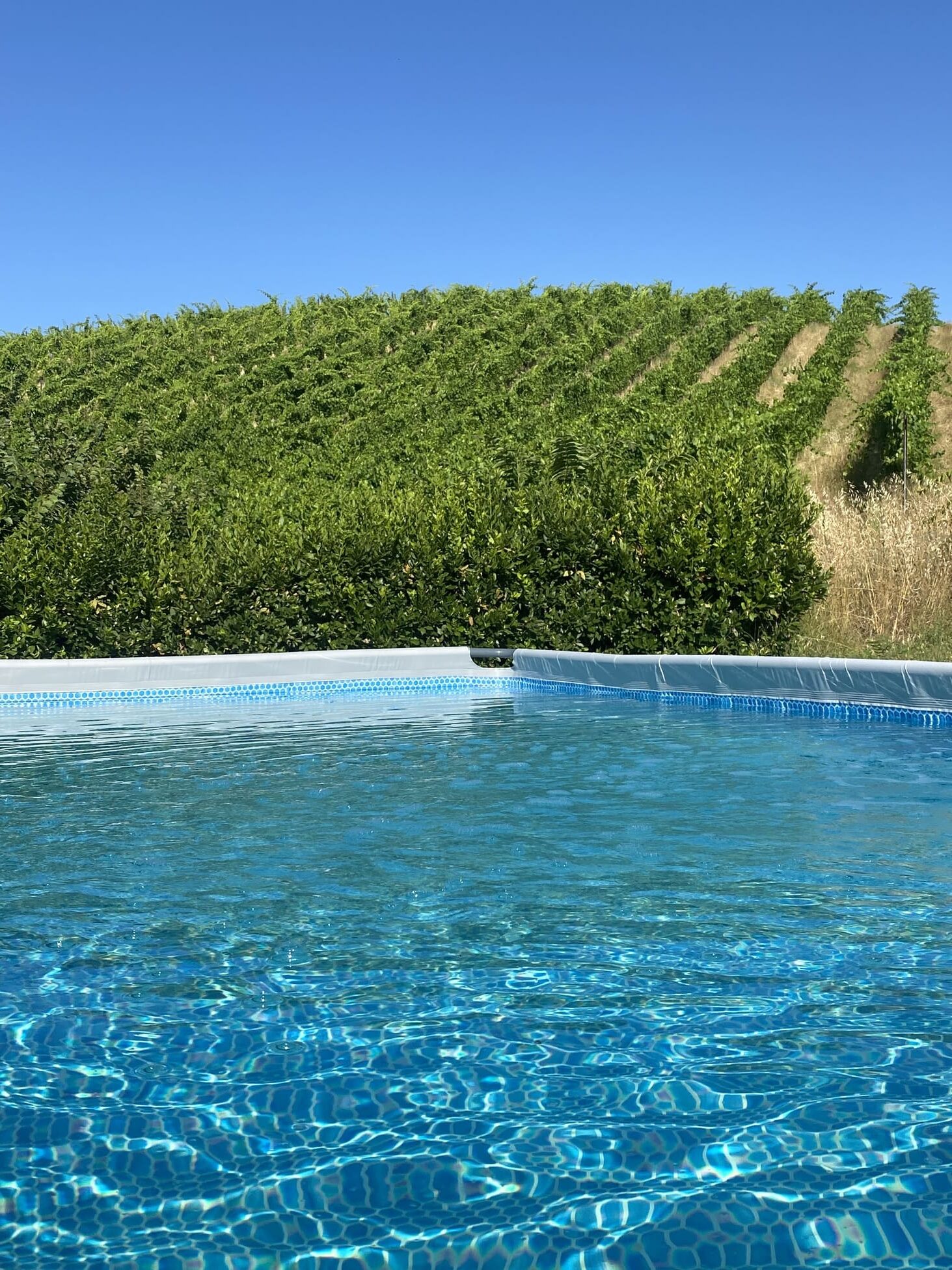 Agriturismo_Angeli_Sognanti_SwimmingpoolWijngaard IMG 3693 e1751380051458