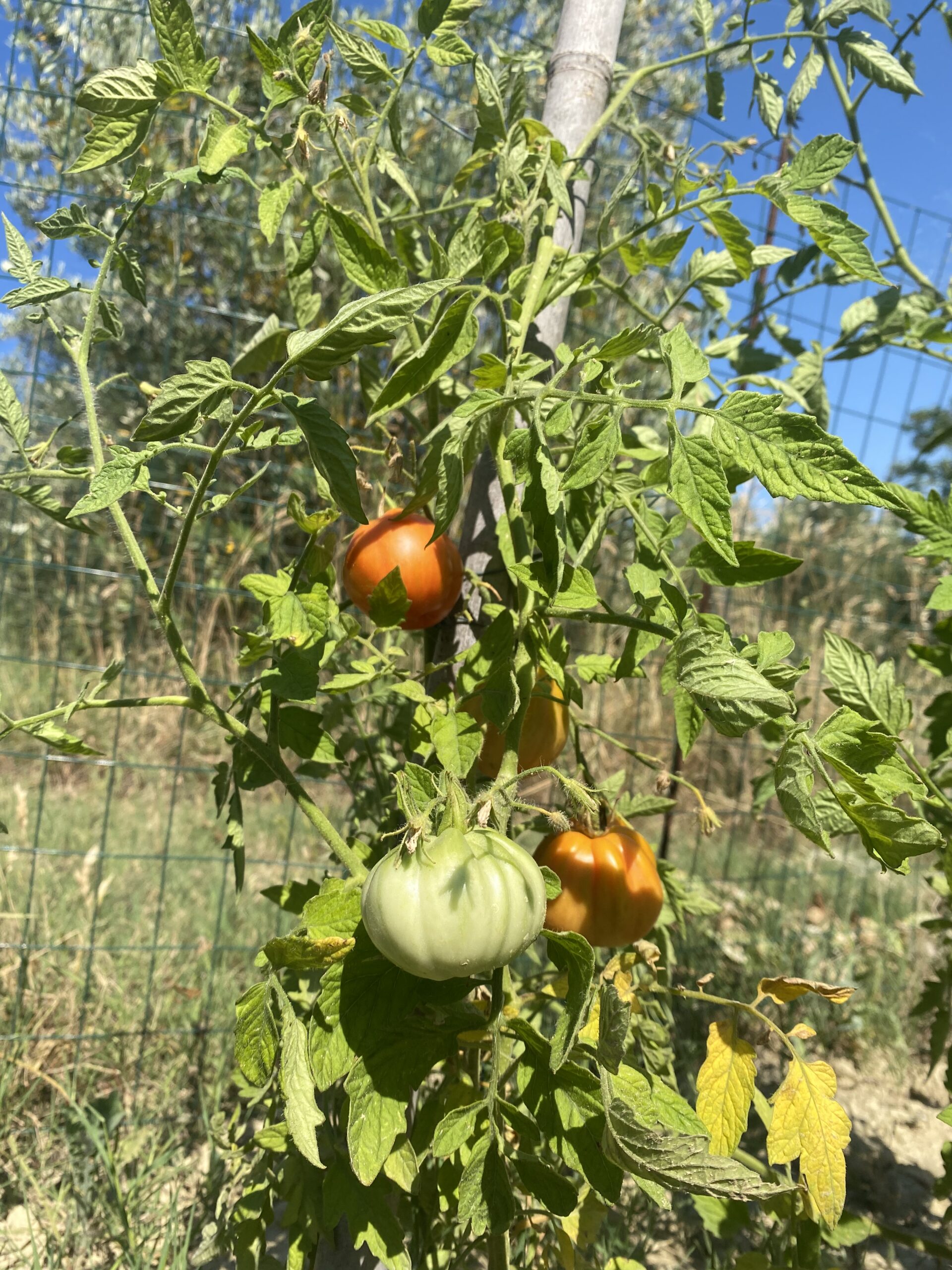 Agriturismo_Angeli_Sognanti_Tomatoes IMG 3701 scaled